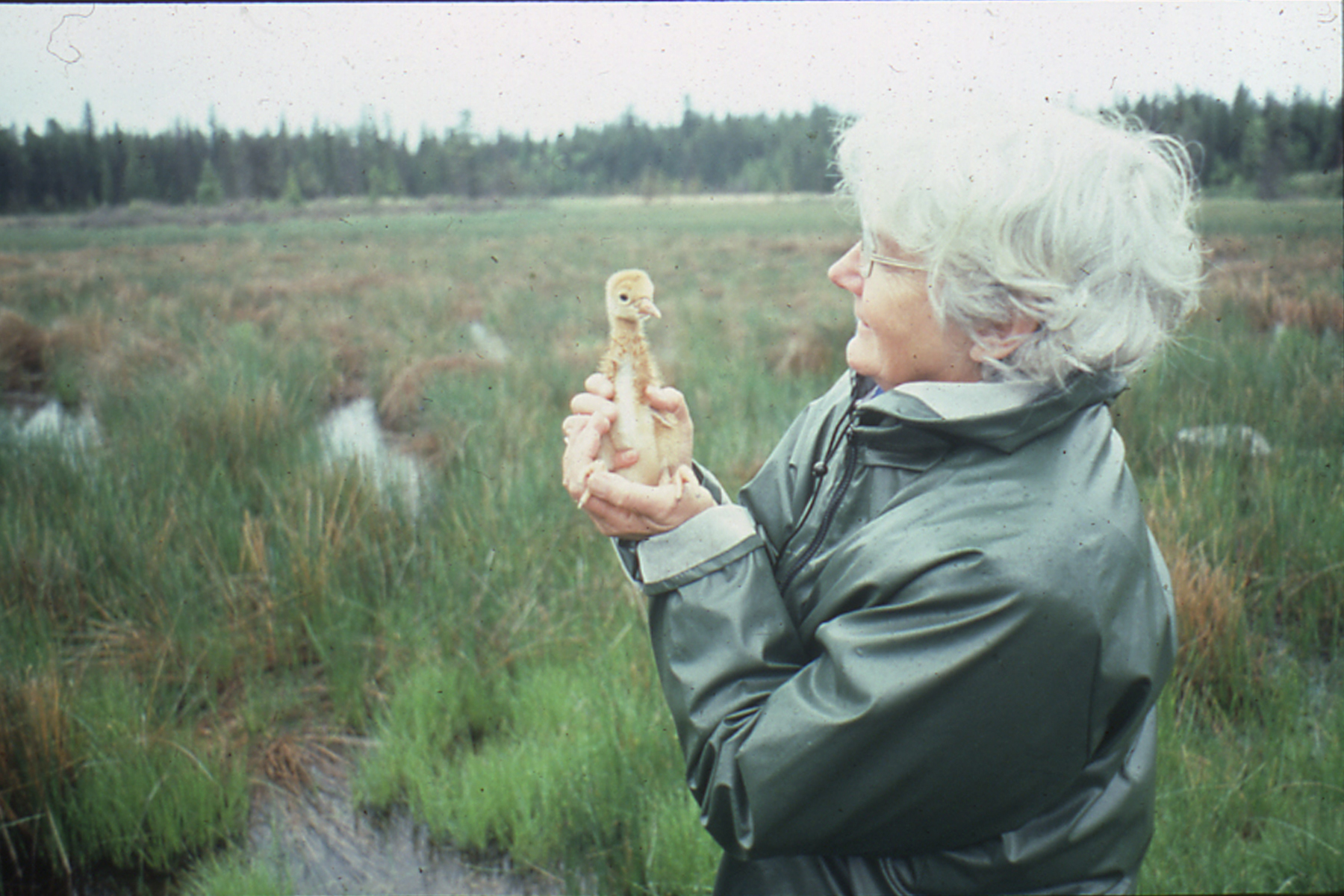 Wilma Robinson, Bird Woman of the Pitt Polder