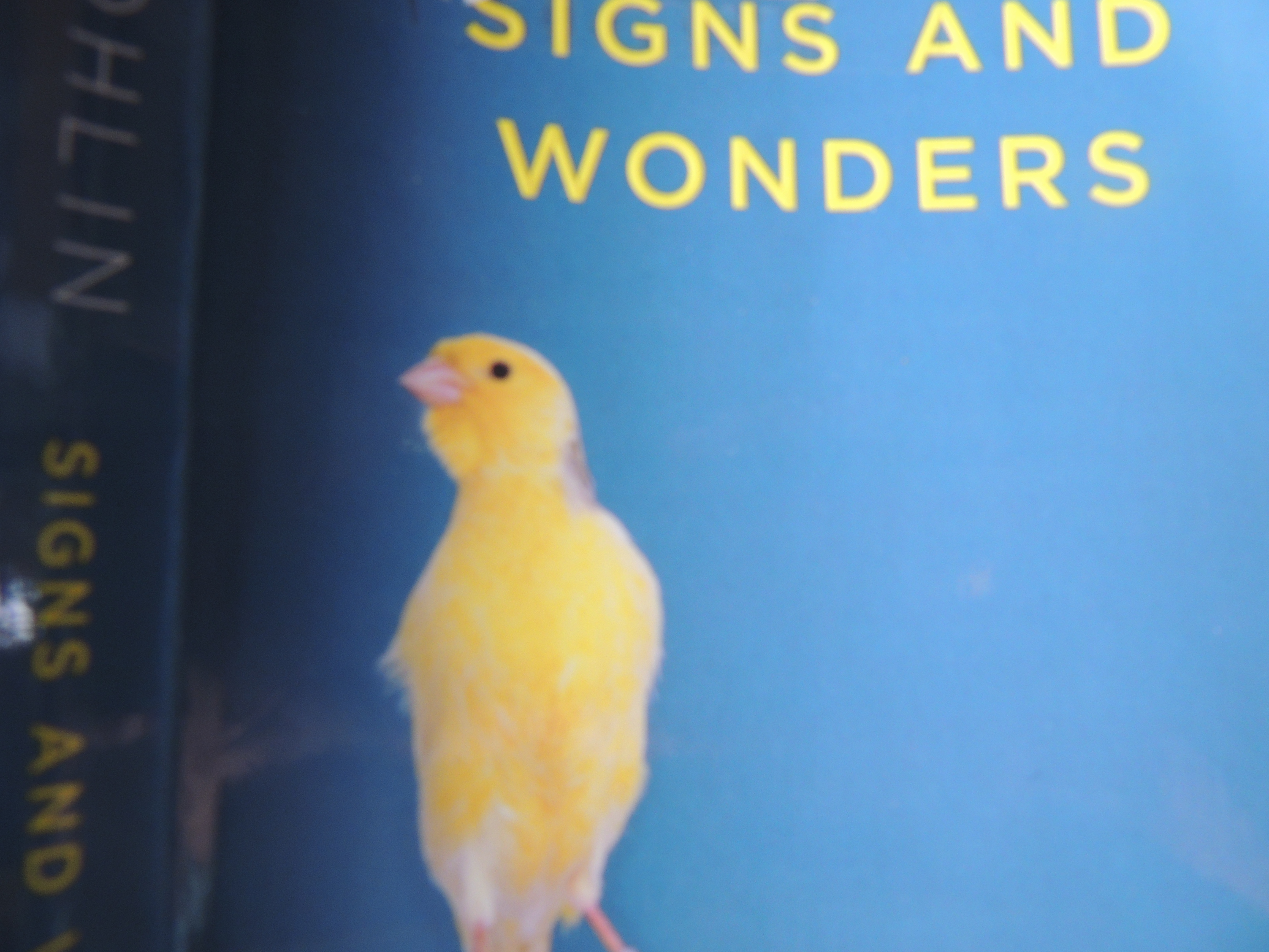 Review of Alix Ohlin’s Signs and Wonders